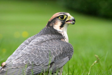 Peregrine falcon landed on grass and mantling prey