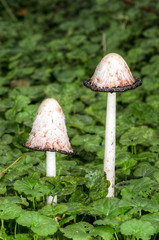 Coprinus