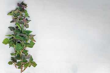 frame with branches and green leaves young nettle on on wooden white background. Leaf pattern. Flat lay, top view, copy space