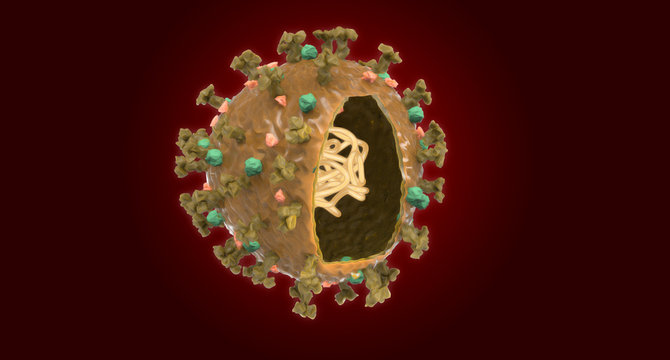Coronavirus Covid-19 anatomic vivisection 3D