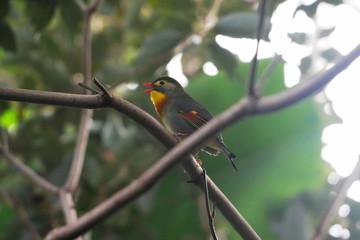 Pekin Robin singing on a branch