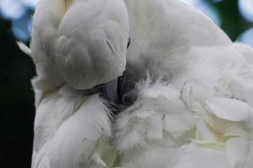 Close up of white sleepy cockatoo