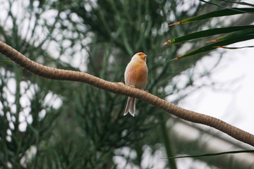 Pink and yellow canary sat on tree branch