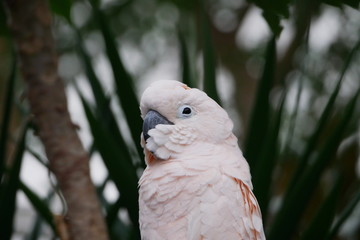 Head shot of Moluccan Cockatoo