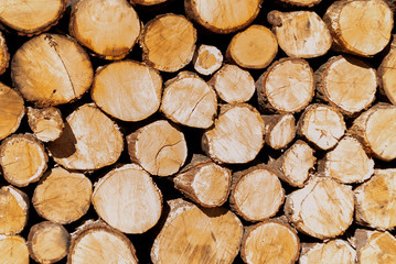 Lumber: sawn tree trunks. Visible tree age rings.
