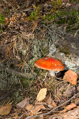 Amanita muscaria