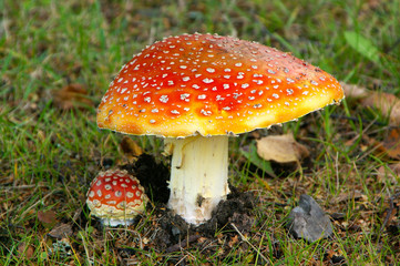 Amanita muscaria