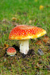 Amanita muscaria