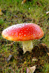 Amanita muscaria