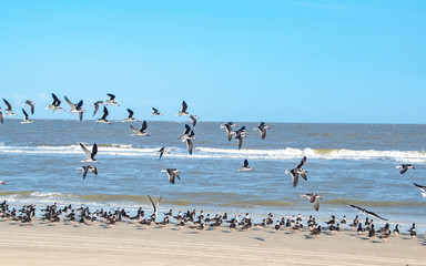 Black Skimmers flying in flock on Jekyll Island Beach in Georgia.