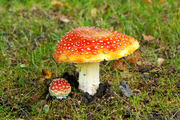 Amanita muscaria