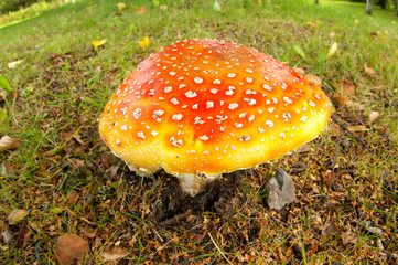 Amanita muscaria