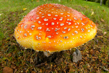 Amanita muscaria