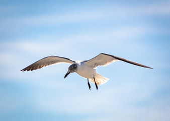 Laughing Seagull flying at beach on Jekyll Island Georgia.