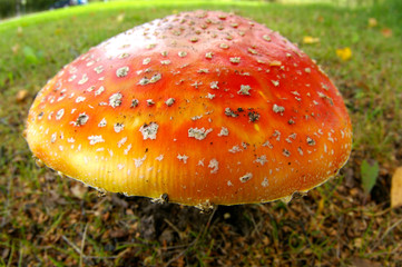 Amanita muscaria
