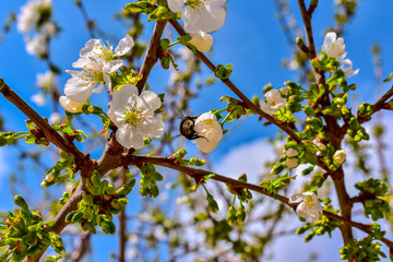 blooming cherry tree in spring