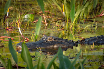 Wild American Alligator at Okefenokee Swamp in Georgia.