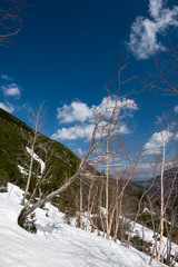 A snow-covered slope with some leafless trees and pine trees in the background