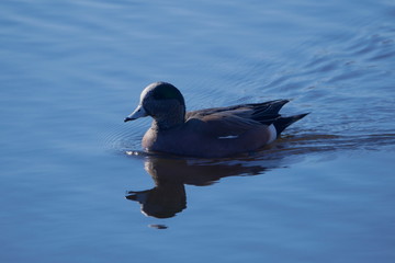 American wigeon on lake with reflection