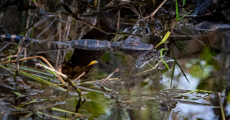 Newly hatched baby alligators sunning on tree at Okefenokee Swamp in Georgia.