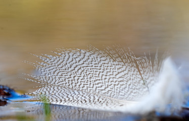 Small details of a bird feather at the waters edge