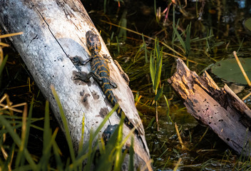 Newly hatched baby alligators sunning on tree at Okefenokee Swamp in Georgia.