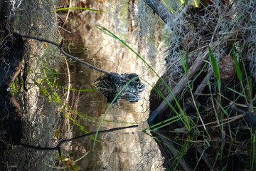 American Alligator swimming in the water at Okefenokee Swamp park in Georgia.