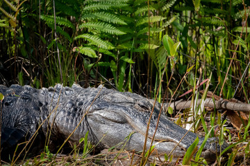 Wild American Alligator at Okefenokee Swamp in Georgia.