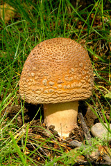 Amanita rubescens