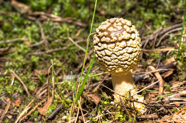 Amanita rubescens