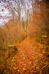 Autumn in a Eifel forest, Germany