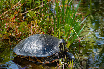 Obraz premium Yellow bellied and Red Sliders at Okefenokee Swamp park basking in the sun. 