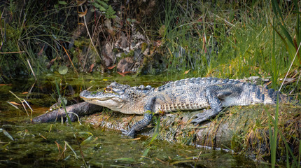 Wild American Alligator at Okefenokee Swamp in Georgia.