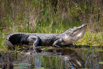 Wild American Alligator at Okefenokee Swamp in Georgia.