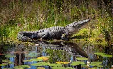 Fototapeten Wild American Alligator at Okefenokee Swamp in Georgia. © Wildspaces
