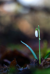 A single snow drop growing on its own on the forest floor 