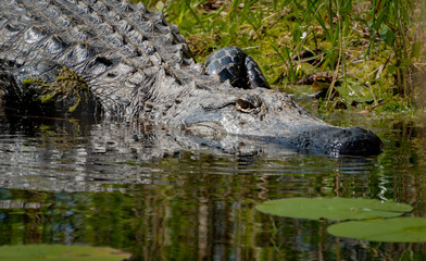Wild American Alligator at Okefenokee Swamp in Georgia.