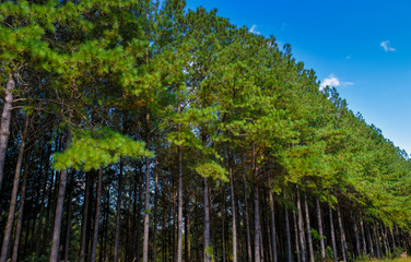 Pine Tree Forest 