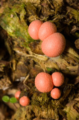Lycogala epidendrum