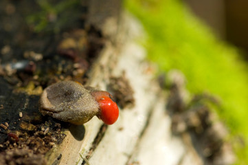 Lycogala epidendrum