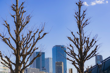 東京都渋谷区の代々木公園から見た東京の青空