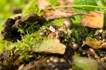 Lycogala epidendrum
