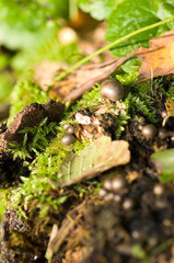 Lycogala epidendrum