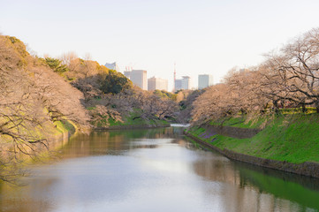 Fototapeta premium 東京都千代田区の千鳥ヶ淵の咲き始めた桜