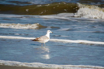 Fototapeta premium Ring-billed Seagulls feeding in the sand on Jekyll Island Beach in Georgia.