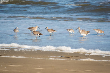 Sandpiper feeding as the tide comes in on Jekyll Island Georgia.