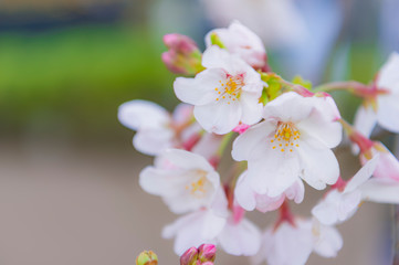 東京都千代田区の千鳥ヶ淵に咲く桜