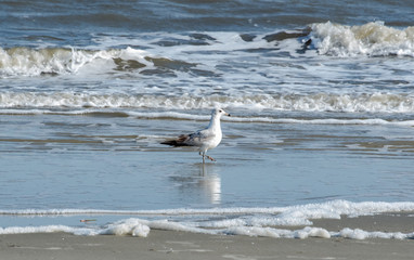 Ring-billed Seagulls feeding in the sand on Jekyll Island Beach in Georgia.