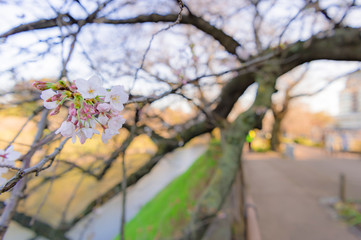 東京都千代田区の千鳥ヶ淵の咲き始めた桜
