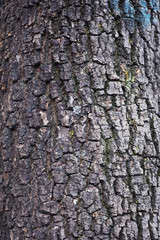 Naklejka premium bark of a tree